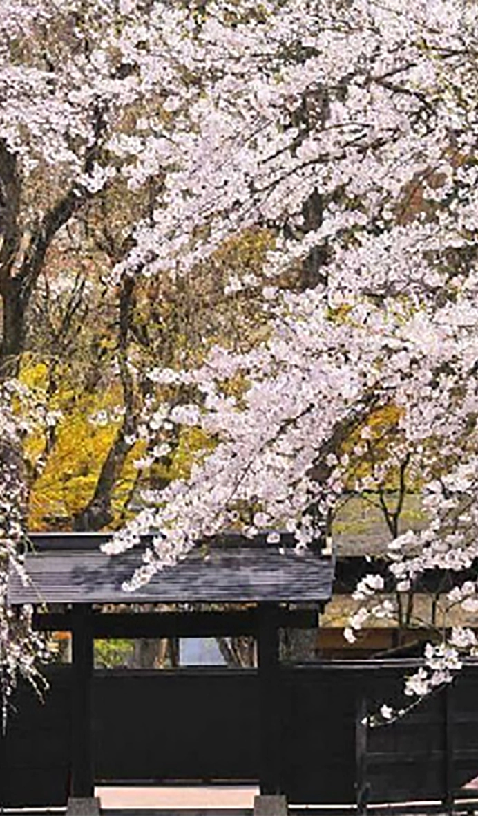 角館・武家屋敷通り