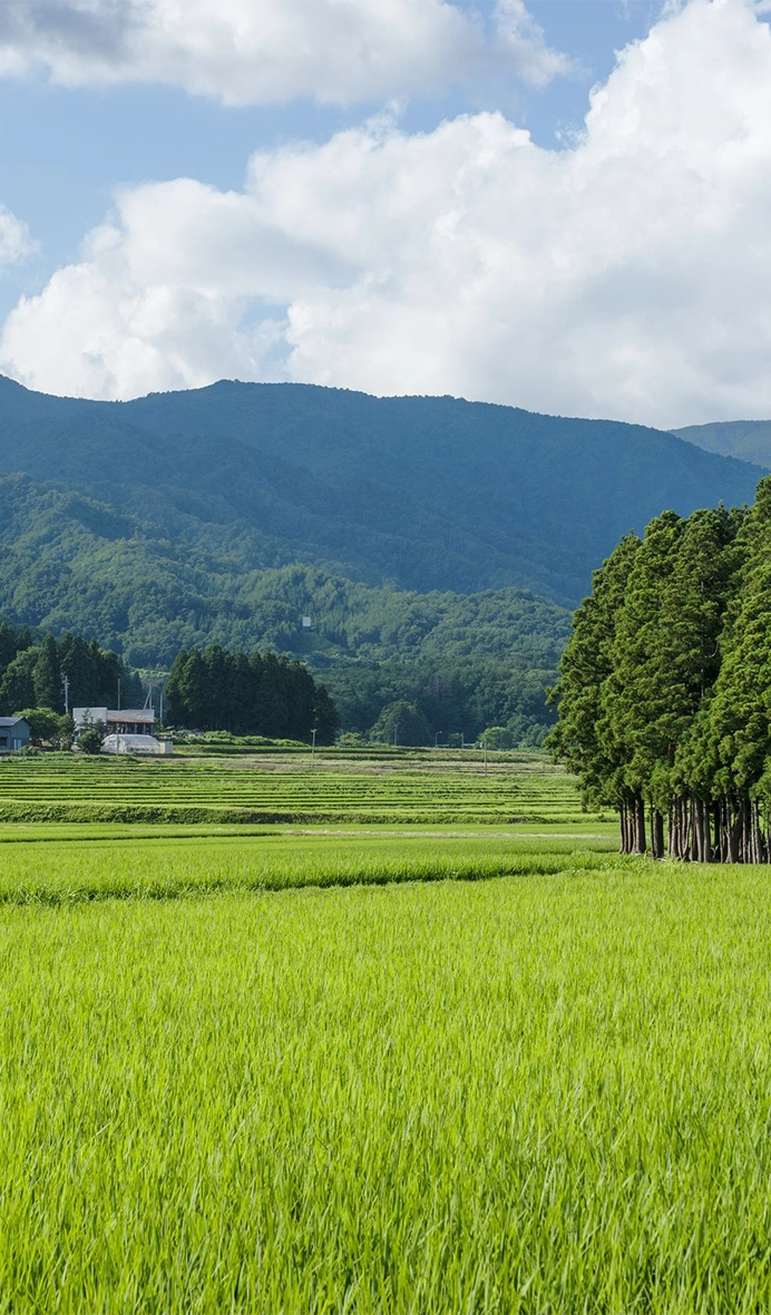 田んぼの風景