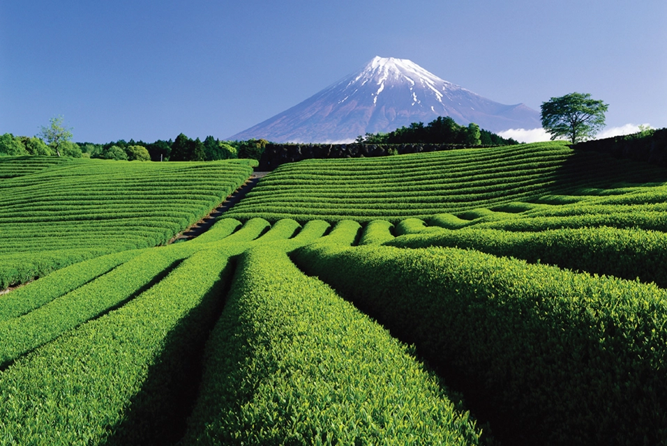 静岡茶