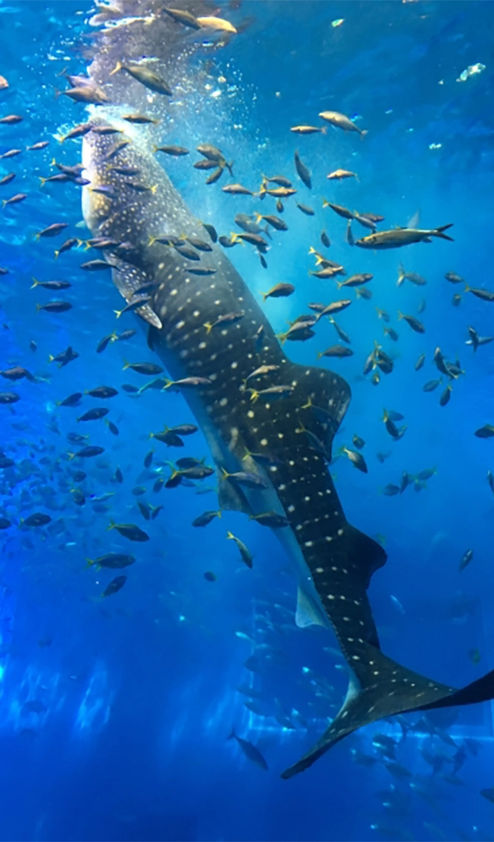 美ら海水族館